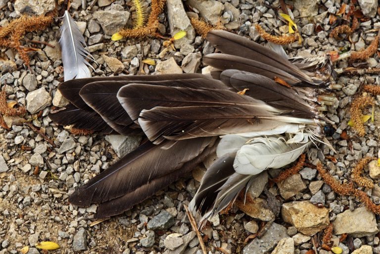 SPD lässt Federn, CDU, Olivgrüne und AfD auch