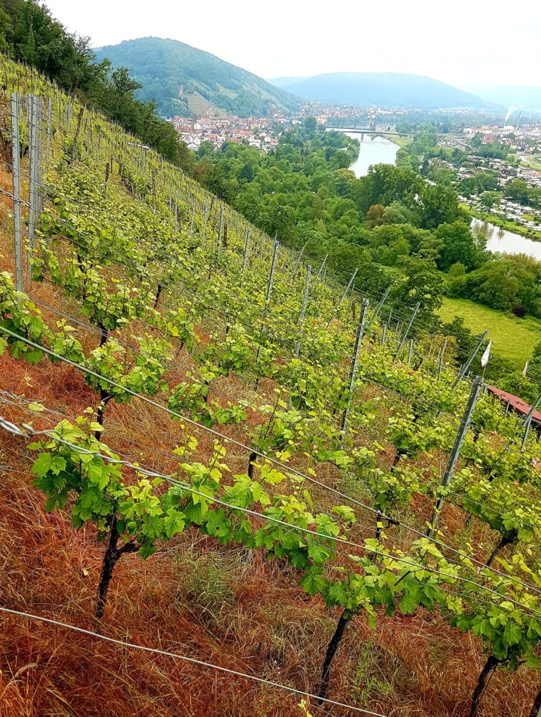 Hillpure am Rotweinwanderweg – Serie: Lebensader Main zwischen Odenwald und Spessart (Teil 6/7)