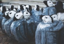 Afrikanischen Pinguinen droht bis 2036 das völlige Aussterben