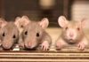 Deutsche als Versuchskaninchen und Laborratten? – Immer mehr Zwischen- und Todesfälle nach Impfungen mit Covid-19-Impfstoffen! – Dr. Wolfgang Wodarg an BASG und PEI: „Eine starke Thromboseneigung als Nebenwirkung von Spike-Proteinen ist bekannt“