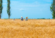 Die Schwarze Erde der Ukraine und die verschwiegene Realität in einem ruinierten Land