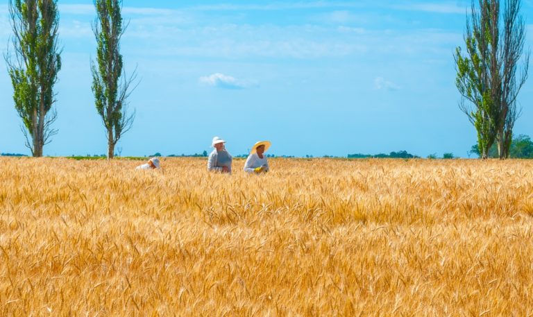 Die Schwarze Erde der Ukraine und die verschwiegene Realität in einem ruinierten Land