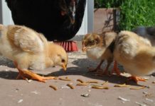 Menschen sollen Mehlwürmer fressen – Verordnung der EU-Bürokratur über den Zusatz von Insektenpulver zu Lebensmitteln tritt in Kraft