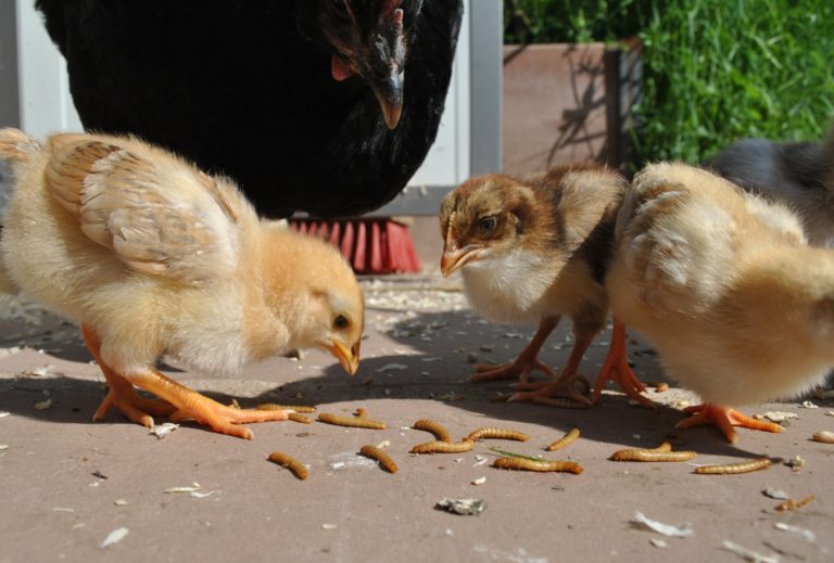 Menschen sollen Mehlwürmer fressen – Verordnung der EU-Bürokratur über den Zusatz von Insektenpulver zu Lebensmitteln tritt in Kraft