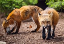 Meister gegen Pokalsieger – Füchse aus Berlin gegen Zebras aus Kiel in München