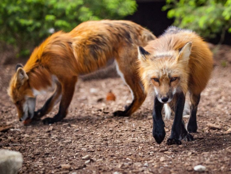 Löwenbändiger oder Mit Kampf zum Sieg – Auswärtssieg der Füchse in Mannheim