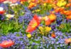 Lasst alle Blumen blühen – Das Konzerthaus Berlin veranstaltet ein Festival »The Sounds of Berlin»