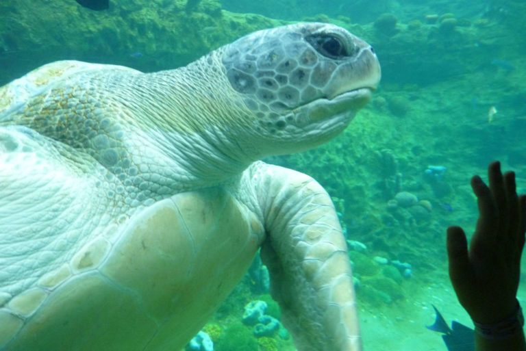 Verwirrung durch Spezialeffekte – Serie: Themenparks in Florida (Teil 3/8)