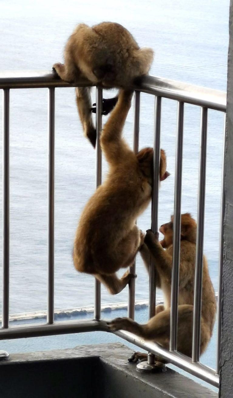 Mich laust der Affe – Scharmhaarspalterei im Museum Barberini