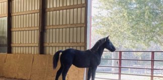 Was ist der Unterschied zwischen einem Herzenspferd und einem Seelenpferd?