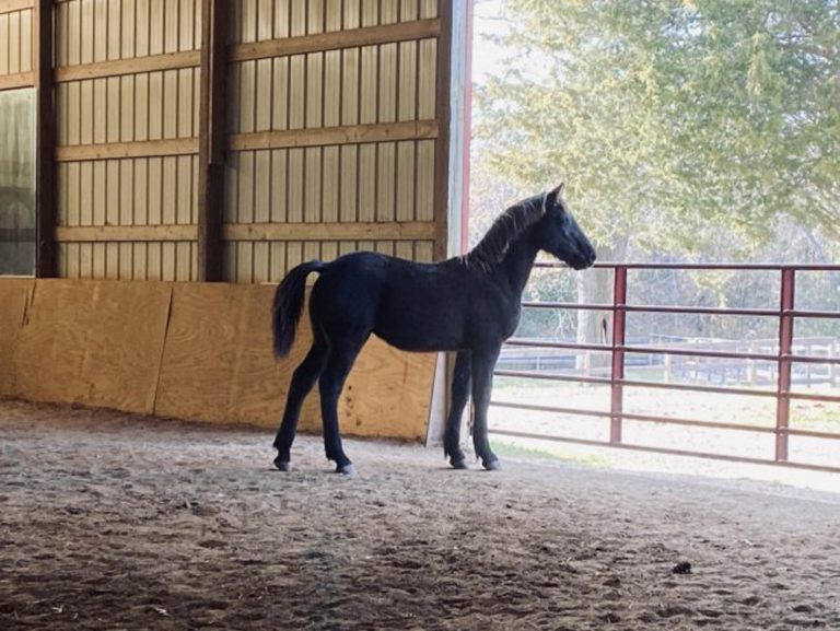 Was ist der Unterschied zwischen einem Herzenspferd und einem Seelenpferd?