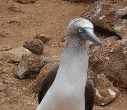 Ikonen des Archipels – Serie: Die Galapagos-Inseln als Spielwiese der Evolution (Teil 4/8)