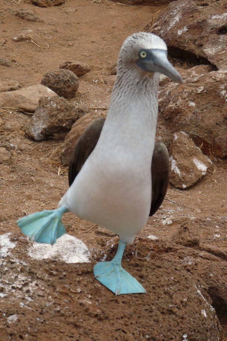 Ikonen des Archipels – Serie: Die Galapagos-Inseln als Spielwiese der Evolution (Teil 4/8)