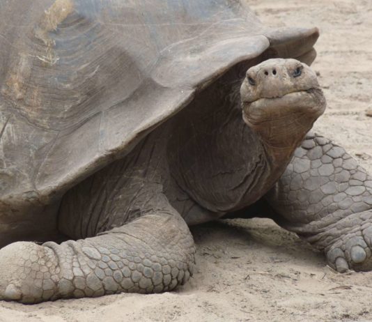 Zerbrechliches Gleichgewicht – Serie: Die Galapagos-Inseln als Spielwiese der Evolution (Teil 5/8)
