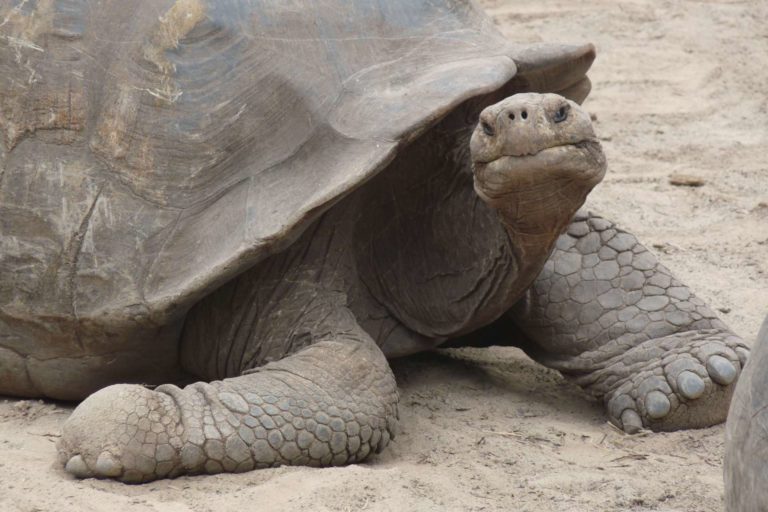 Zerbrechliches Gleichgewicht – Serie: Die Galapagos-Inseln als Spielwiese der Evolution (Teil 5/8)