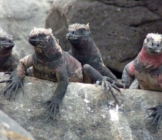 Fotoreportage: Die Galapagos-Inseln