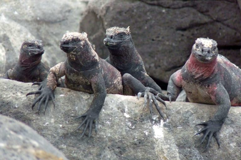 Fotoreportage: Die Galapagos-Inseln