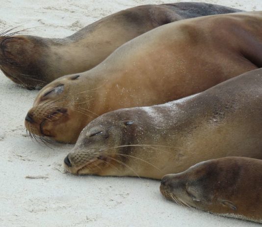 Abbild des Gartens Eden – Serie: Die Galapagos-Inseln als Spielwiese der Evolution (Teil 3/8)