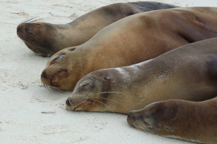Seelöwen beim Aufwärmen am Strand von Espanol. © Foto/BU: Dr. Bernd Kregel, Aufnahme; Galapagos-Inseln, Ecuador, 7.9.2010