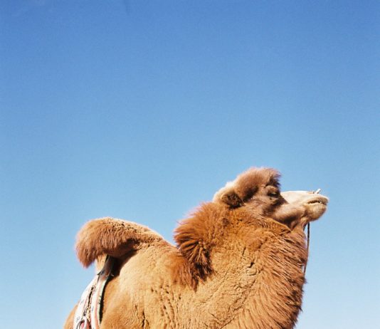 Angegorene Stutenmilch – Serie: Abenteuer Mongolei – Mit Nomaden durch die Wüste Gobi (Teil 4/7)