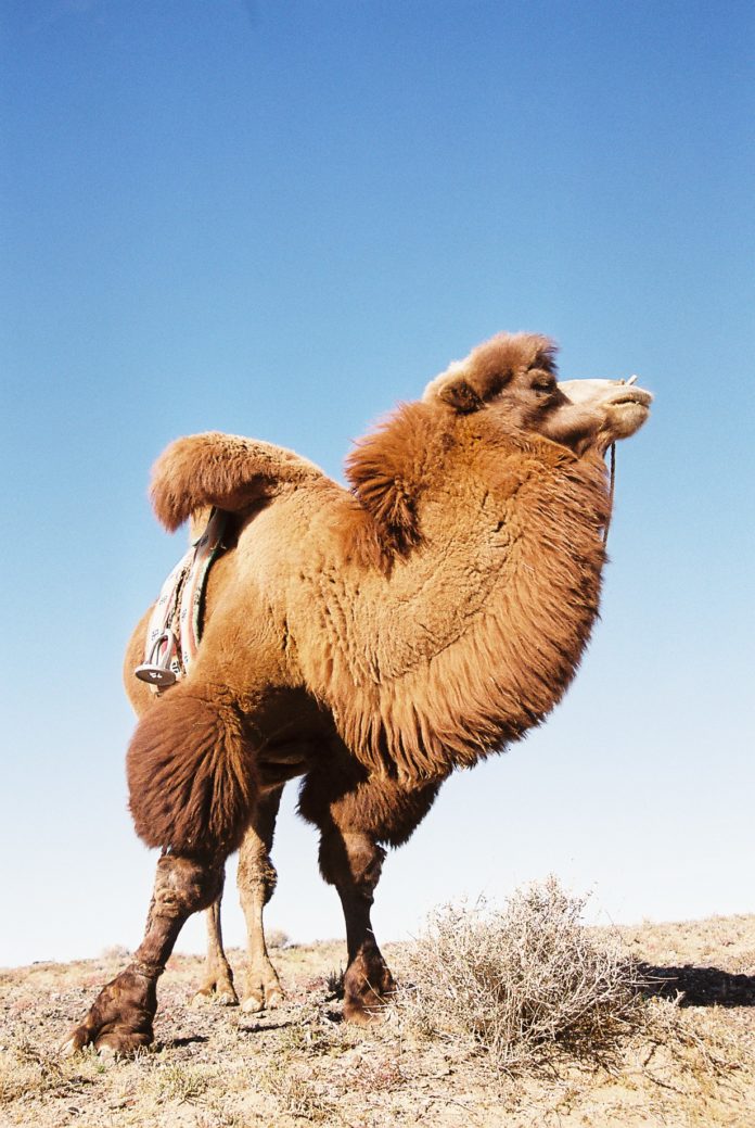Leitkamel vor dem Aufbruch. © Foto/BU: Dr. Bernd Kregel, Aufnahme; Wüste Gobi, 9.8.2007