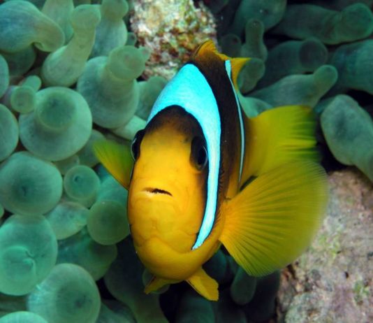 Fotoreportage: Vor El Gouna im Roten Meer tauchen