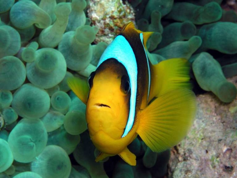 Fotoreportage: Vor El Gouna im Roten Meer tauchen