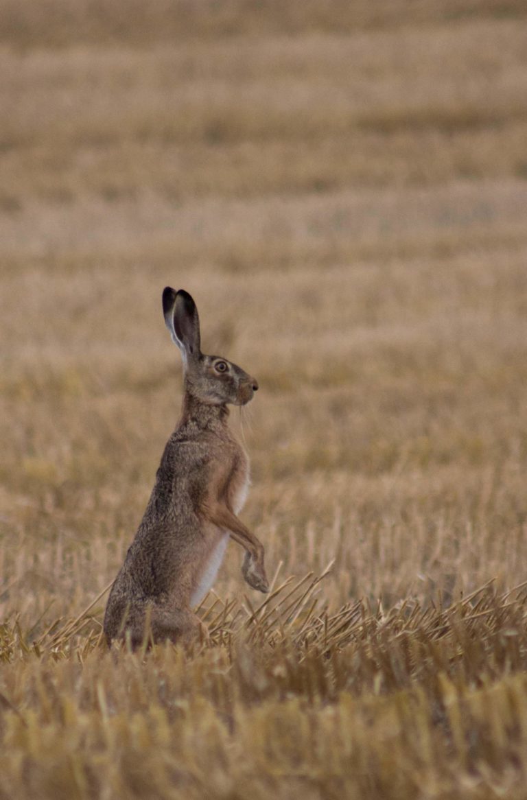 Kommentar: Der Lügner und Soze Olaf Scholz (SPD), der zudem als Bankster-Gangster und Schuldenmachermeister bezeichnet wird, gilt nun auch als Hase