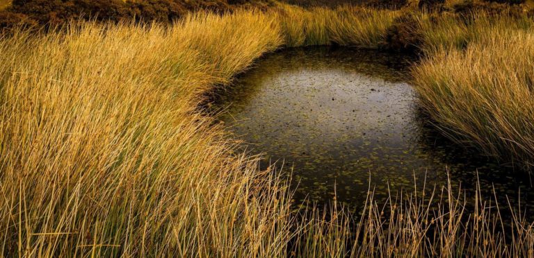 Der Lügner und Soze Olaf Scholz (SPD) und der Sozen-Sumpf in der Migranten-Metropole Hamburg