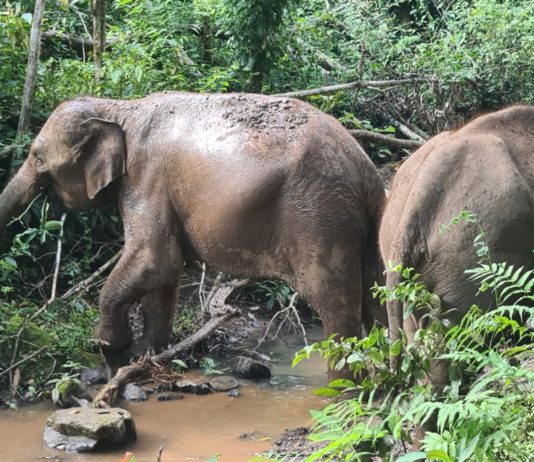 Eine Reise wie keine andere – Wissenschaftliche Expedition zu den wilden Elefanten in Nordwest-Thailand