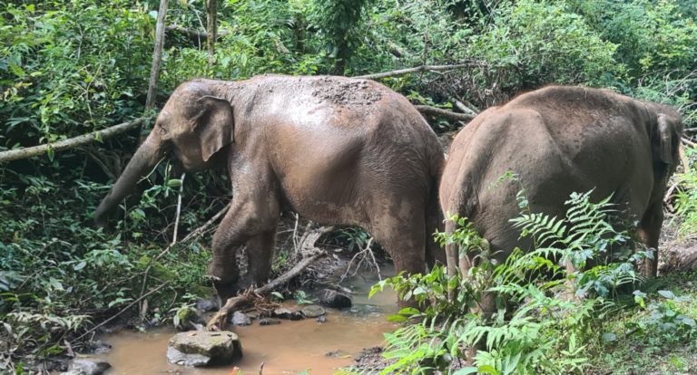 Eine Reise wie keine andere – Wissenschaftliche Expedition zu den wilden Elefanten in Nordwest-Thailand