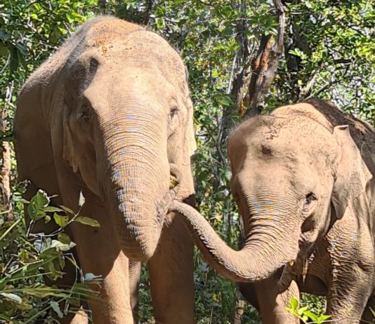 Fotoreportage: Wilde Elefanten im Nordwesten von Thailand