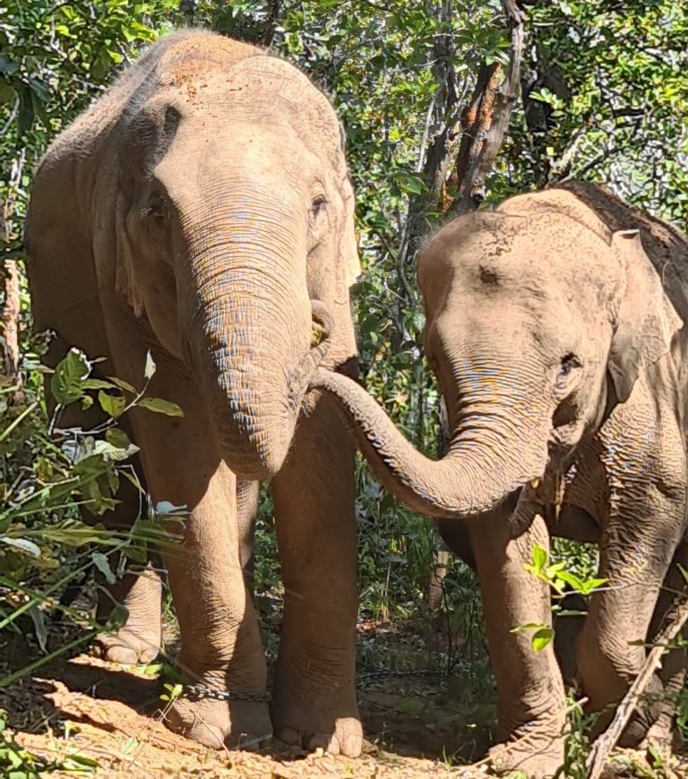 Fotoreportage: Wilde Elefanten im Nordwesten von Thailand