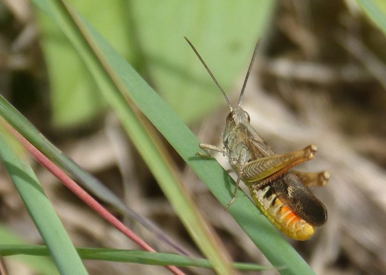 Eine Grille zum Grillen? Das große Krabbeln in der Küche oder Früher die Beute der Kammerjäger, heute die Zutat der Köche der Belogenen und Betrogenen