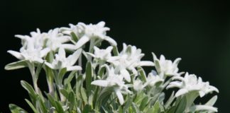 Edelweiß-Faschisten wüten in russischen Landen – Judenmörder-Tradition in der Ukraine unter dem dritten Kriegspräsidenten