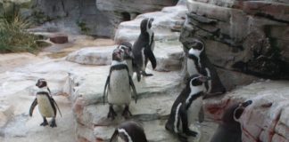 „Starke spielerische Überlegenheit“ von Pinguinen in der Fluß- und Hafenstadt Bremerhaven, aber Eisbären holen einen Punkt