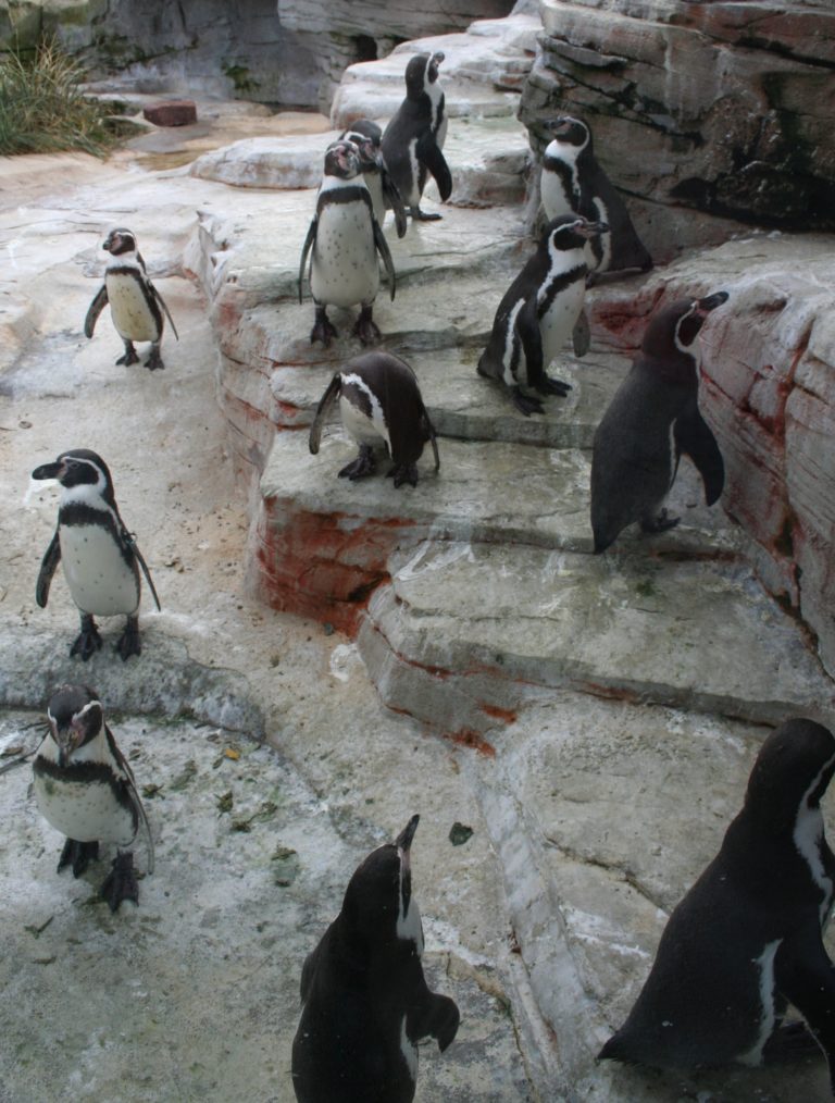 „Starke spielerische Überlegenheit“ von Pinguinen in der Fluß- und Hafenstadt Bremerhaven, aber Eisbären holen einen Punkt