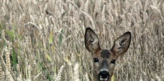 Das Kapital scheint ein scheues Reh und flüchtig wie eine Gazelle oder Die neue Gasbörse in London eröffnet in Kürze