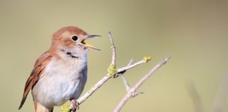 Kommentar: „Ghosted“ die VR China die VSA? – Nachtigall, ick hör dir trapsen!