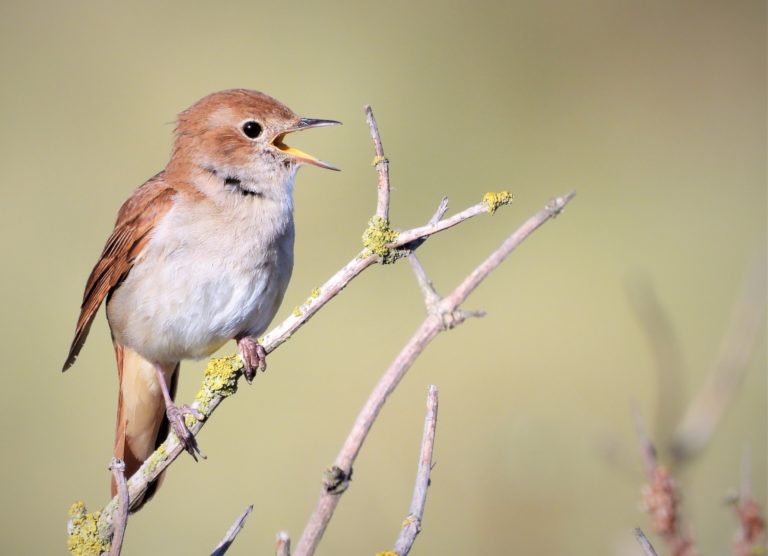 Kommentar: „Ghosted“ die VR China die VSA? – Nachtigall, ick hör dir trapsen!