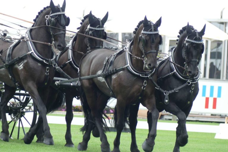 Fotoreportage: Aachen als Mekka des Pferdesports