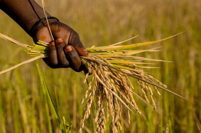 Kommentar: Üble Christen und Sozen, Olivgrüne und Besserverdienende der üblichen Einheitsparteien der BRD sind Hungerkrieger – Der Strauß an Sanktionen gegen die RF ist kein bunter, sondern ein blutiger