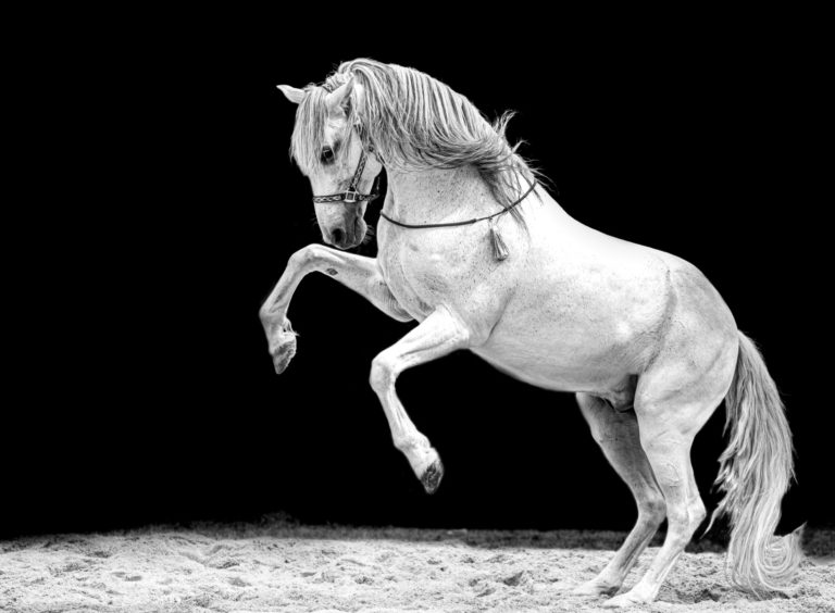 Ein weißes Roß in Klagenfurt oder „Joe’s Restaurant im weissen Ross“