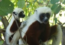 Naturerlebnis achter Kontinent – Mit dem Expeditionsschiff „Le Jacques Cartier“ zu den Lemuren und Baobab-Bäumen in Madagaskar
