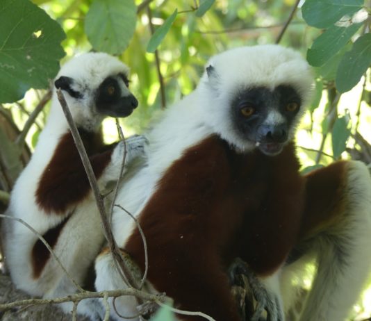 Naturerlebnis achter Kontinent – Mit dem Expeditionsschiff „Le Jacques Cartier“ zu den Lemuren und Baobab-Bäumen in Madagaskar