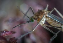 Von Mücken und Zecken, Menschenversuchen und heutigen Ängsten
