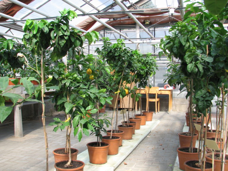 Tage der Offenen Schloßgärtnerei Charlottenburg