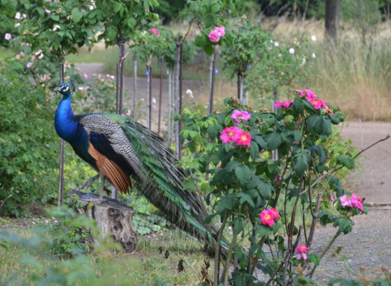 Gartenkünstler Peter Joseph Lenné und Gartenkunst auf einer Insel oder Hunderte Rosen blühen auf der Pfaueninsel