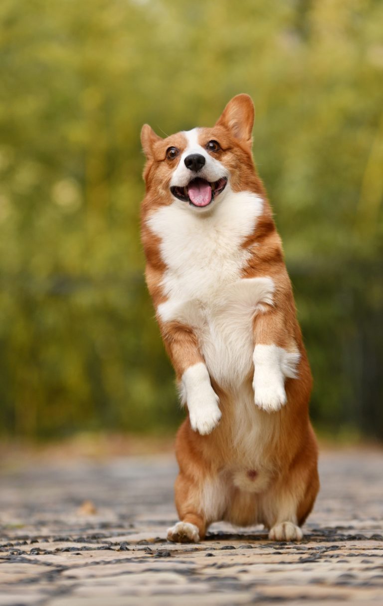 Polemik: Parvenü und Pressköter oder Paul Brandenburg über Julian Reichelt