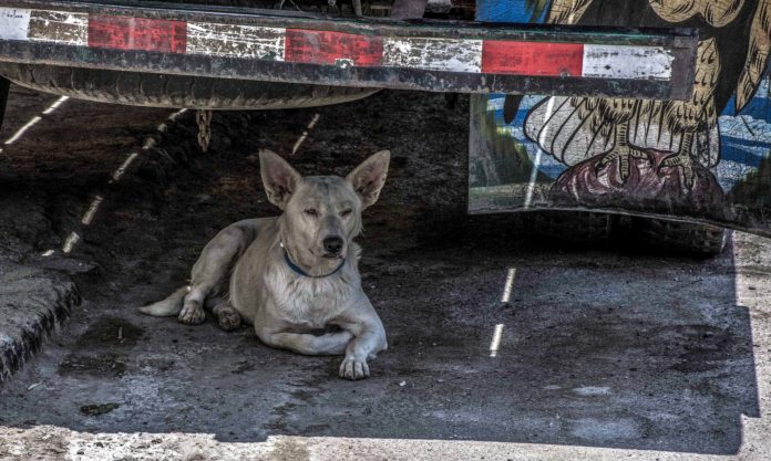 Ein Hund in San Jeronimo de Surco. Foto: fotocarton